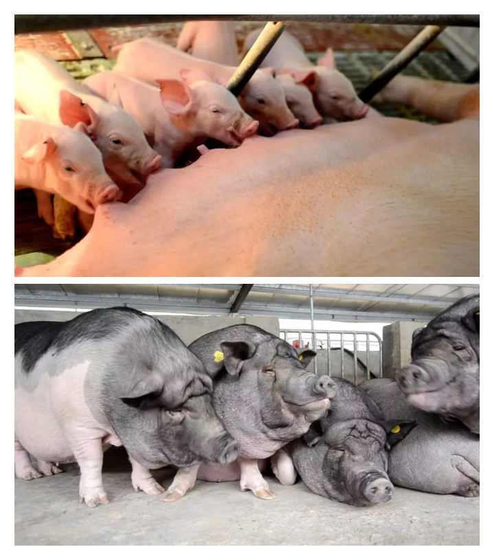 1618537981740688.png 7.png